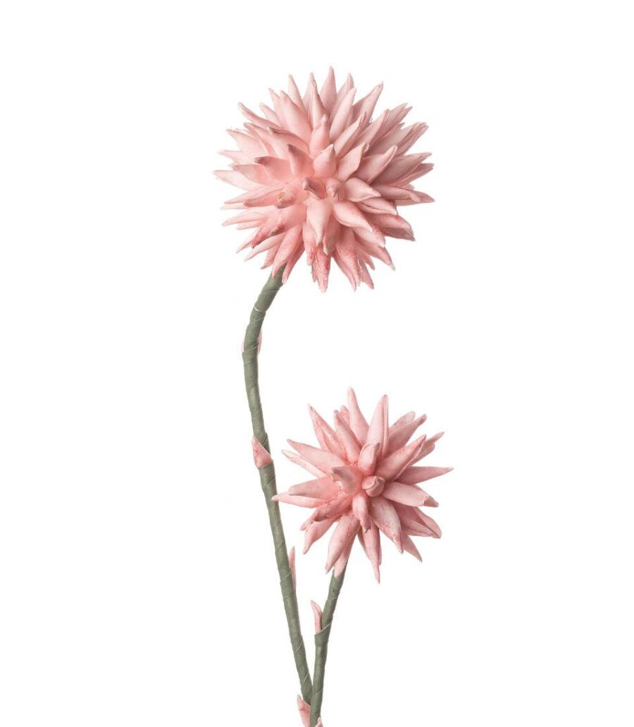 fiore-crisantemo-rosa-angolobellaria.it