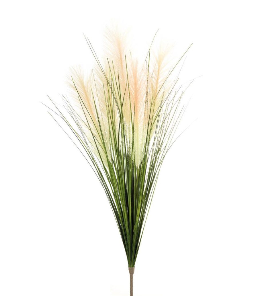 fiore-pampas-erba-angolobellaria.it