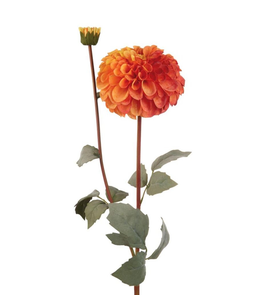dalia_arancione_fiorre