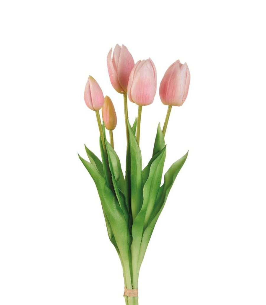 tulipani_rosa_angolobellaria.it